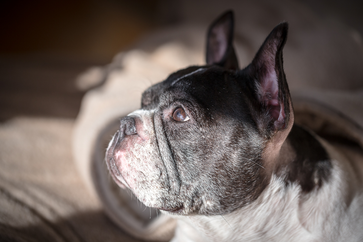 夕ぐれの光を浴びるフレンチブルドッグの横顔 Profile of a French Bulldog bathed in twilight light